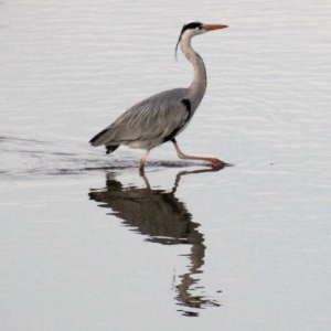 Blue Heron