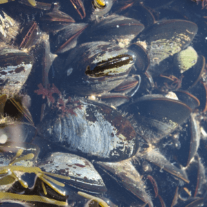 Blue mussels and barnacles