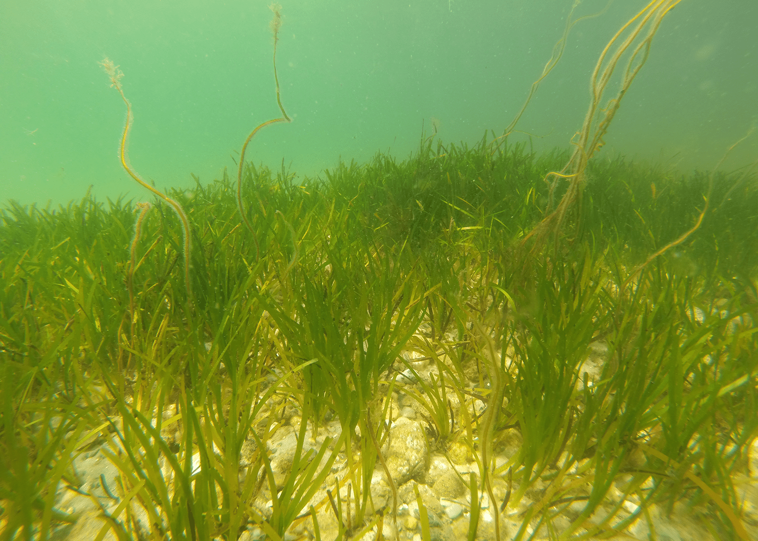 Eelgrass bed
