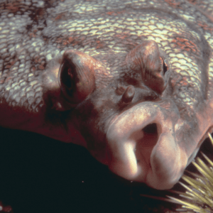 Flounder at the bottom of the sea