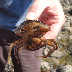 European Green Crab