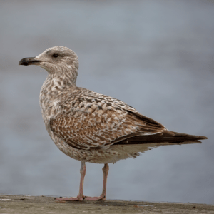 Herring Gull
