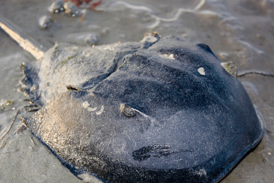 Horseshoe Crab
