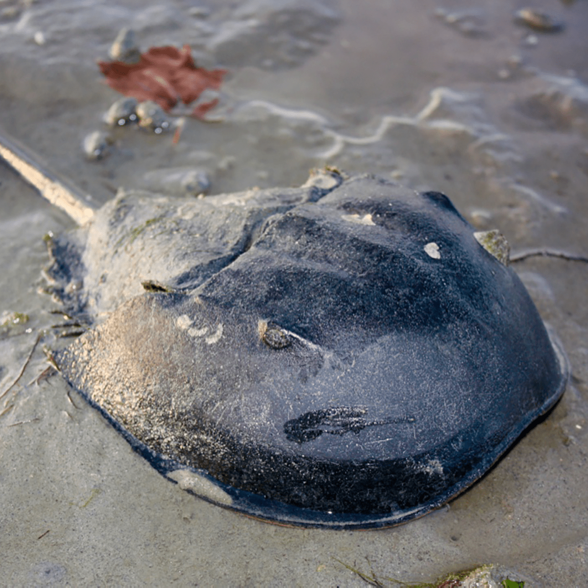 Horseshoe Crab
