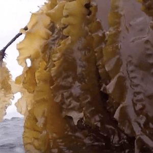 Kelp