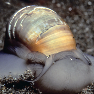 Moon Snail