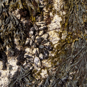 Blue mussels and barnacles