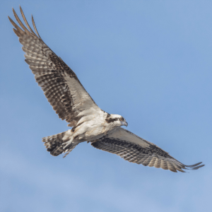 Osprey in flight over the open ocean
