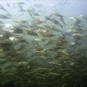 Pogies swimming underwater in the open ocean