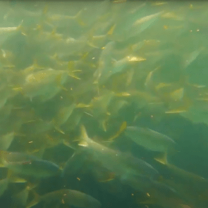 Pogies swimming underwater in the open ocean