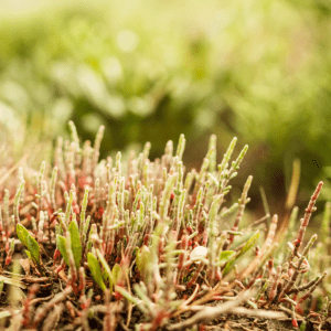 Pickleweed (Salicornia Plant)