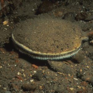 Scallop on the Sea Floor