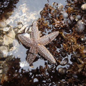 Juvenile Sea Star