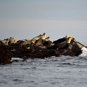 Seals bathing in the sun in Salem Sound