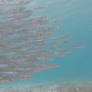 American Silverside school of fish