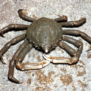 Spider Crab on the sea floor