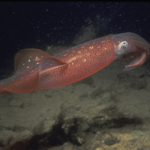 Longfin Squid underwater