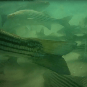 Striped bass underwater in the Gulf of Maine