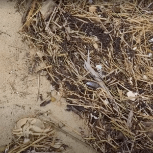 Wrack Line on the beach