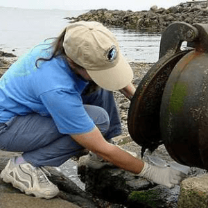 Barbara taking a water sample at Juniper Beach