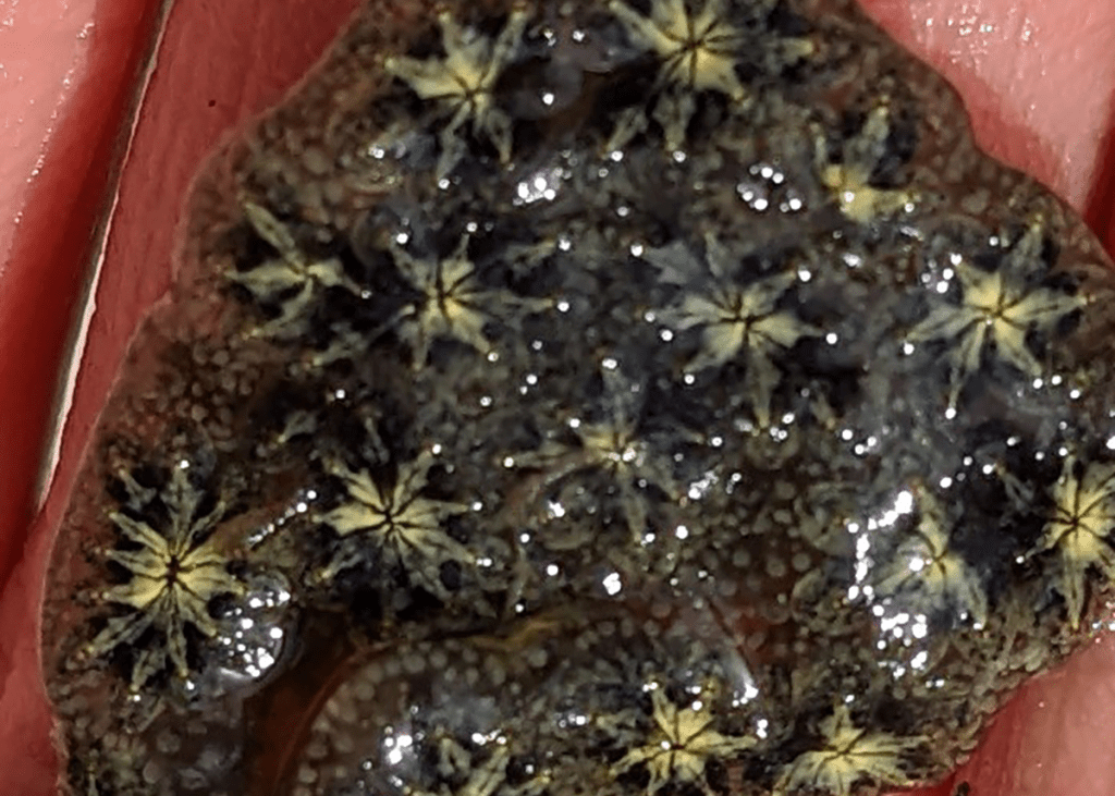 Hand holding an invasive marine species.