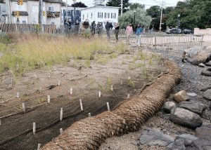 Living shoreline at Collins Cove in Salem, MA