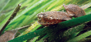 Picture of scallops resting in an eelgrass bed.
