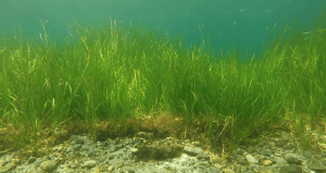 Underwater eelgrass meadow with sunlight streaming through