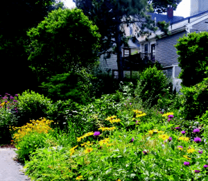 Photo of the backyard of a house in Salem Sound with a blooming pollinator garden.