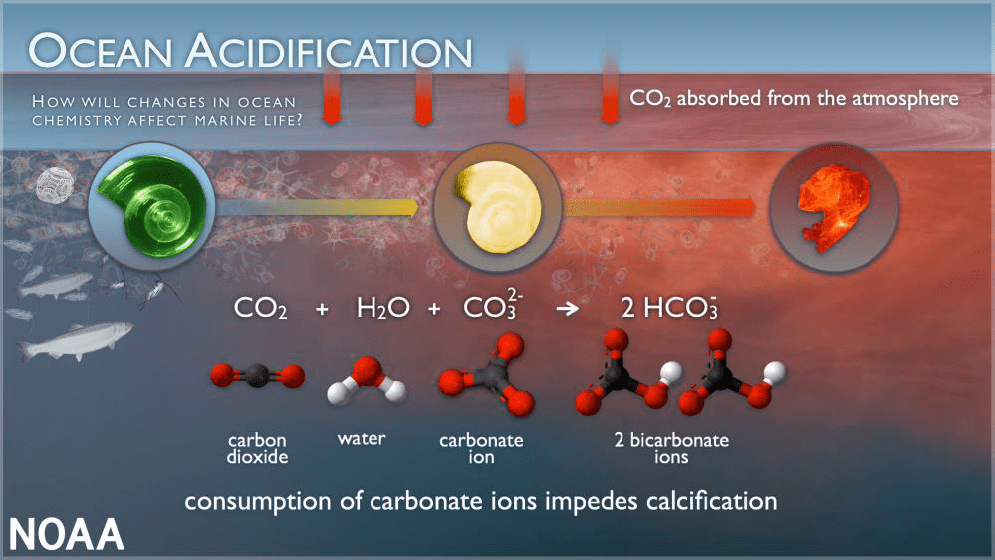 Infographic about ocean acidification