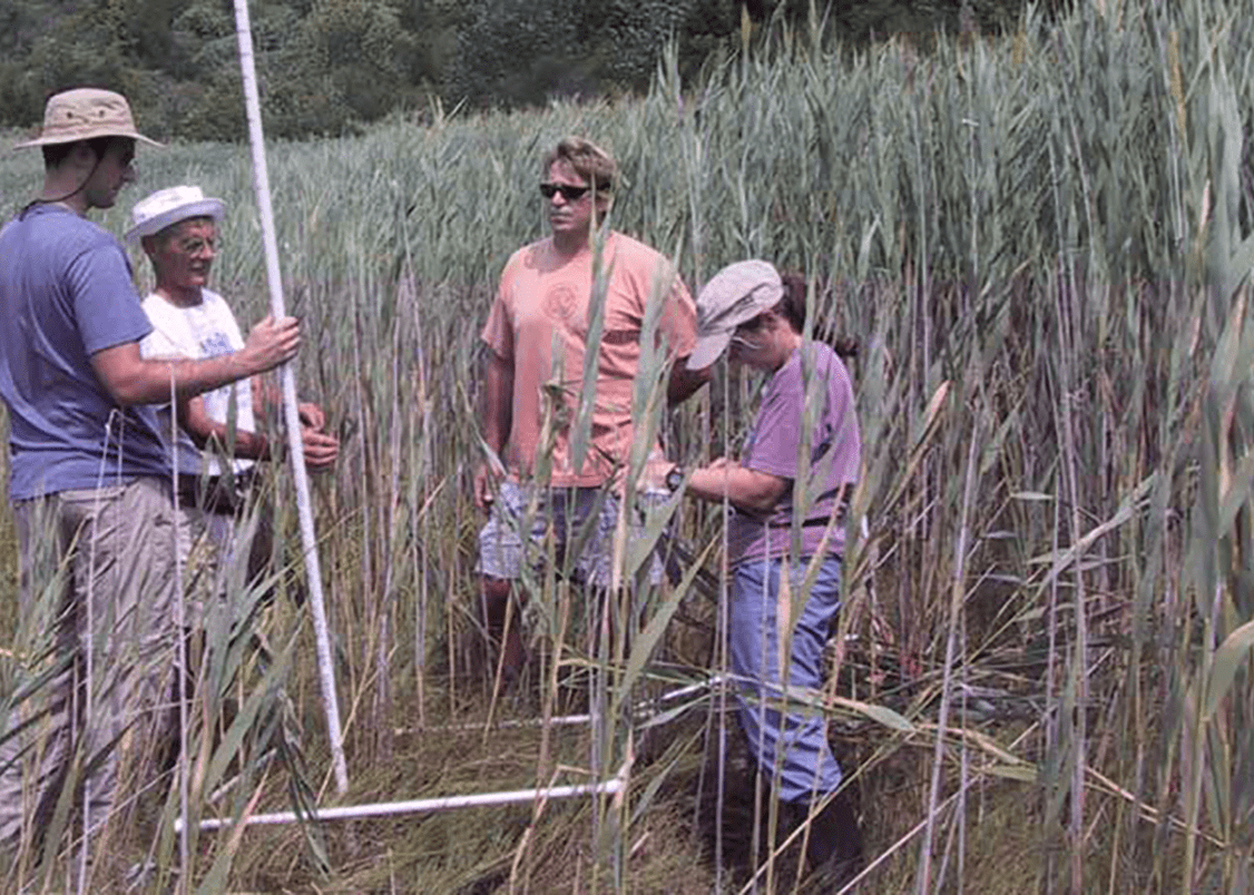Barbara Warren and volunteers in a marsh of phragmites in Salem Sound