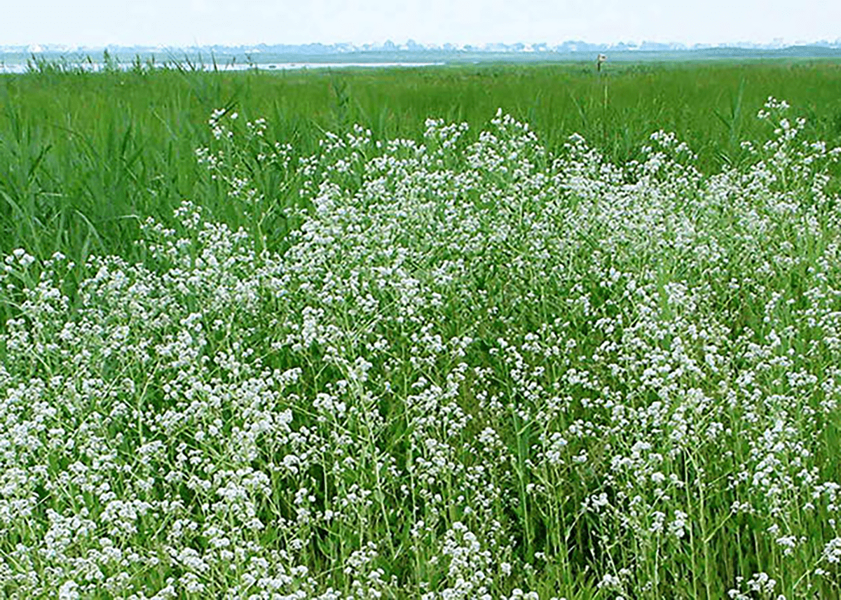Picture of thick peppered along the coastal shore.