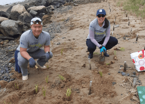 Salt Marsh Restoration with Cell Signaling at Collins Cove in Salem, Massachusetts.