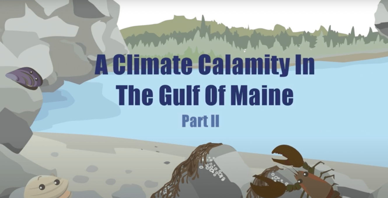 A Climate Calamity in the Gulf of Maine Video Cover Image