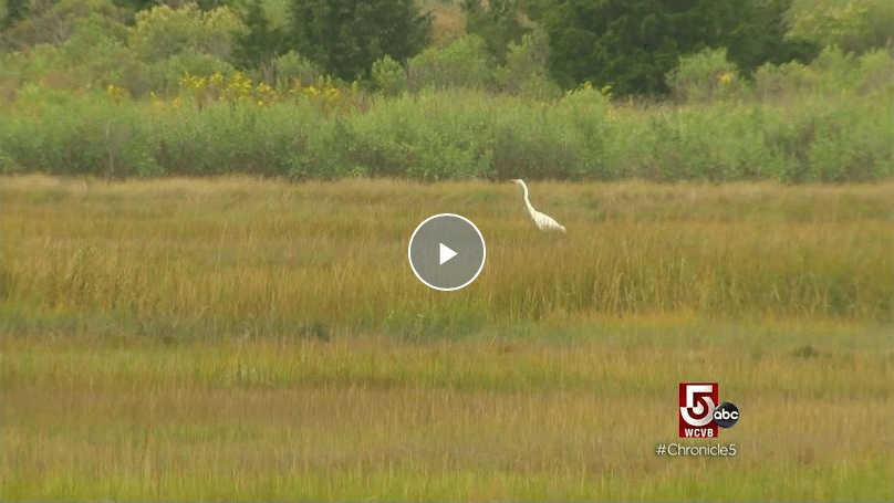 Video cover for "The Power of Salt Marshes"