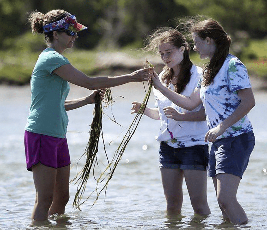 A Salem Sound Coastwatch Professional Development teacher with students knee deep in the ocean and looking at samples of local eelgrass.