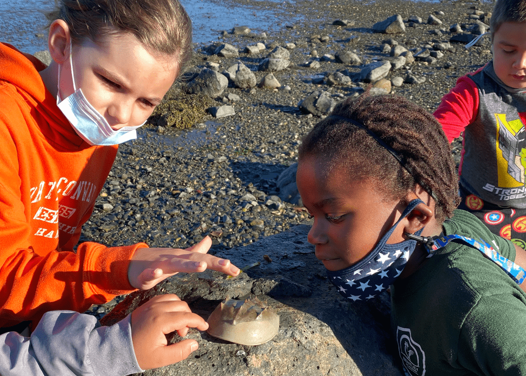 Students observe a molted horseshoe crab shell in the tide pool.