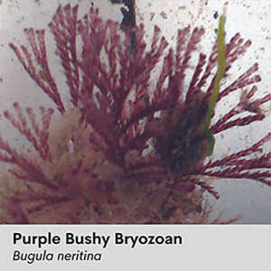 Purple Bryozoan