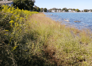 Collins Cove living shoreline