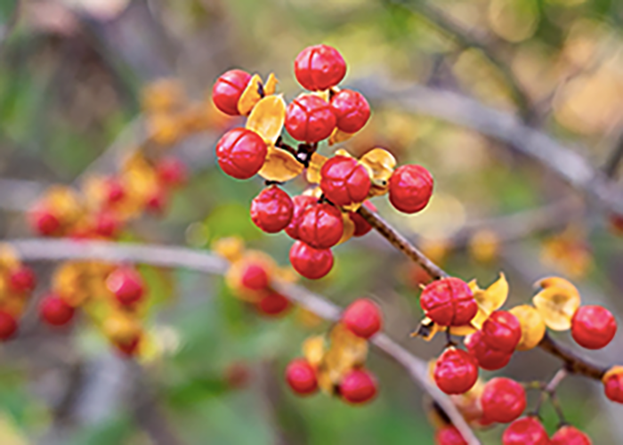 Oriental Bittersweet berries on the vine.