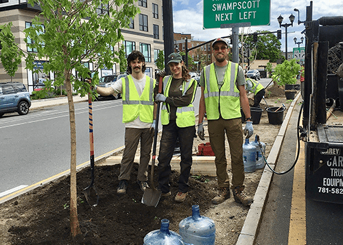 DCR Forestry plants trees on Washington St. in Salem, Massachusetts.