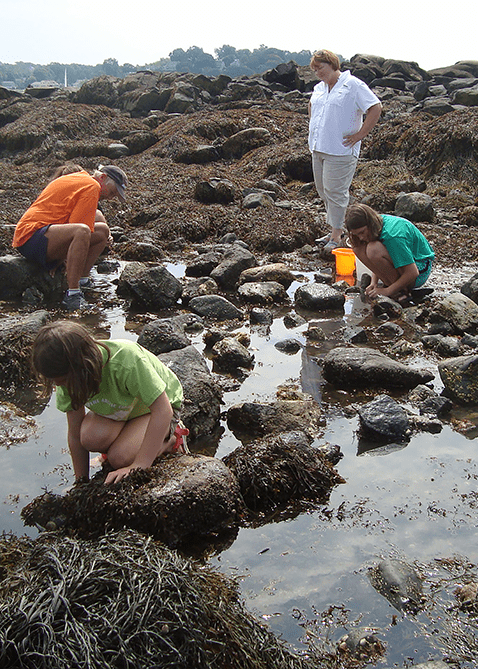 Volunteers participate in Marine Invasive Species Monitoring in tidepools on Winter Island.
