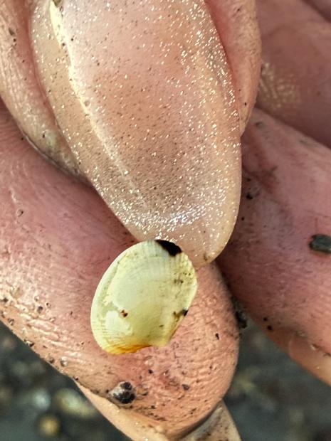 Aly Putnam holding a baby Manila clam, much smaller than a thumbnail.