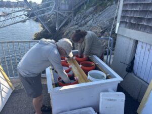 Two people assist in setting up an oyster upweller.