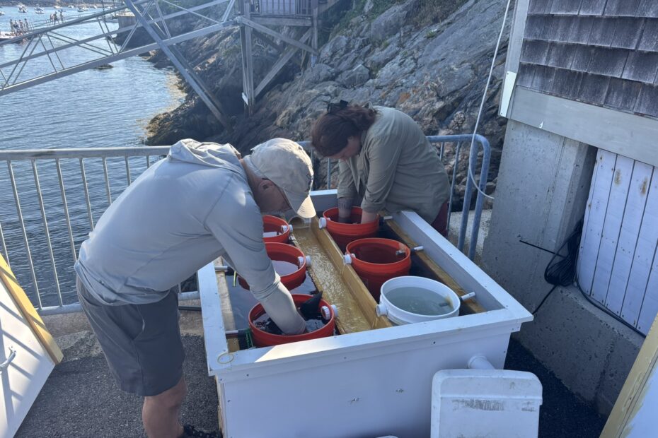 Two people assist in setting up an oyster upweller.