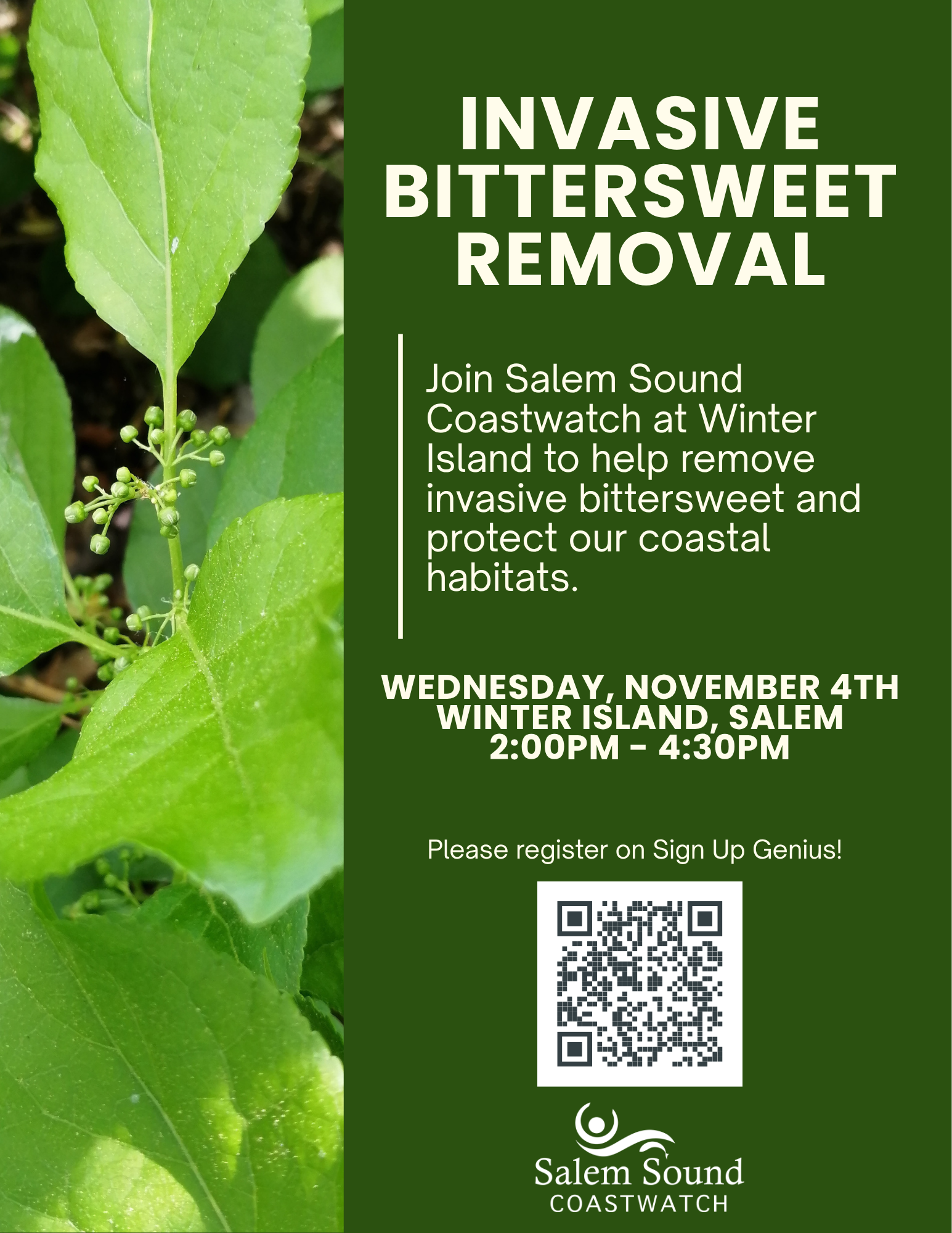 Help remove Winter Island bittersweet on November 4th at 2PM.
