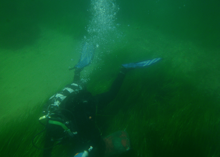 A scuba diver surveying an eelgrass bed in Salem Sound