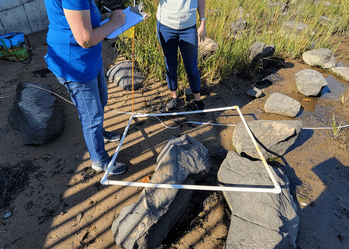 SSCW staff takes a survey of the salt marsh at Forest River Park in Salem, Massachusetts