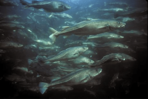 A school of Atlantic cod makes its way along the New England coast.