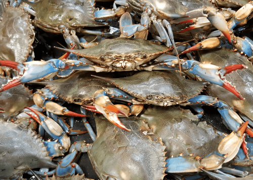 Blue Crabs